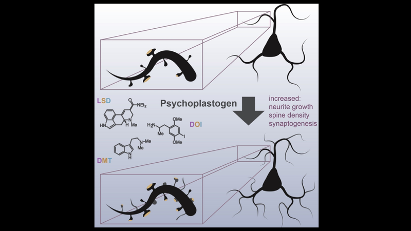 A model of how the psychedelic drugs LSD, DMT, and DOI affect the brain’s plasticity.